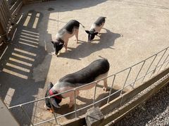 -前小桔亲子创意农场·草莓采摘·露营烧烤