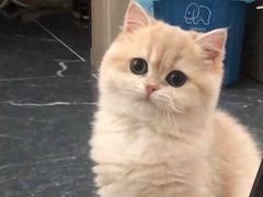 -欣宠猫屋·矮脚拿破仑·蓝金金渐层