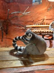 -Zoolung Zoolung动物主题公园(海信广场店)