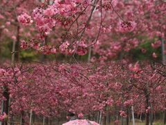 -天适樱花悠乐园