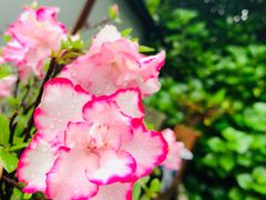 -自在弥林花园餐厅(云栖店)