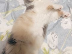 -欣宠猫屋·矮脚拿破仑·蓝金金渐层