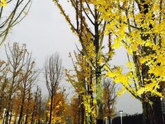 -百林公园-两江幸福广场