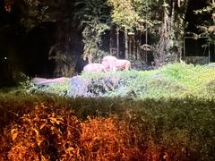 -夜间野生动物园