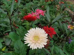 -广东茂名森林公园