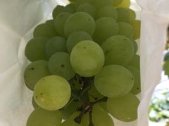 -美家乐农庄·露营·团建(大治路店)