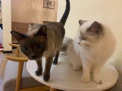-滚猫咖啡·猫咖·猫友好撸猫(未来城店)