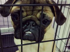 -1013 PET SHOP 宠物商店(近铁城市广场店)