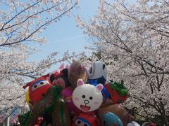 -高东镇樱花园