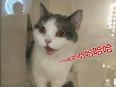 -70cat德文卷毛猫·缅因猫纯种猫舍