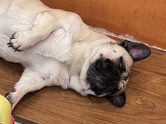 -喜柴咖啡·柴犬狗咖