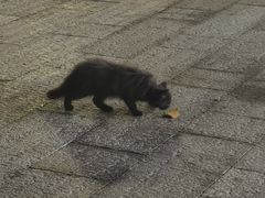 -察理王子(金浦店)