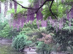 -嘉定紫藤园