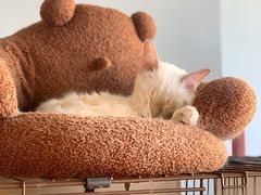 -Cappucimeow猫咪咖啡馆(韦伯时代店)