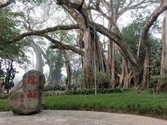 -瑞丽独树成林风景区