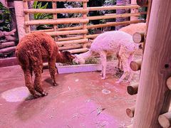 -正佳雨林生态植物园