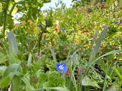 -桑洲油菜花景区