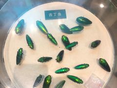 -陕西自然博物馆