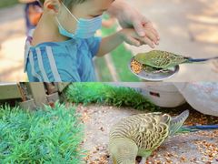 -史努比缤纷世界