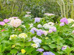 -上海共青森林公园