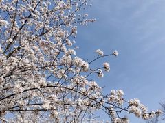 -顾村公园