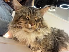 -COLOR PETS 撸猫馆·购猫·猫咖(长风大悦城店)