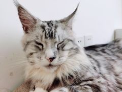 -猫在这儿猫咪咖啡馆·撸猫馆