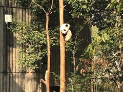 -熊猫厨房