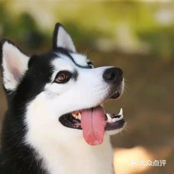 要出远门，带着三七不是很方便