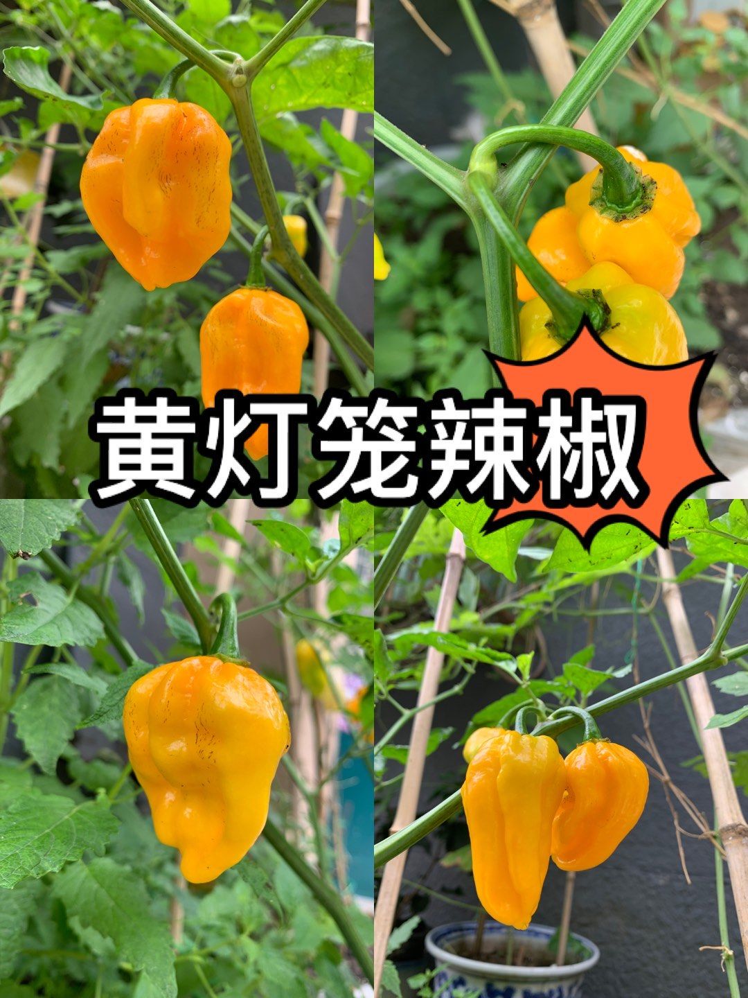 黄灯笼辣椒熟了