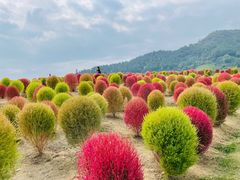 -径山花海