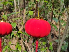 -三门江国家森林公园