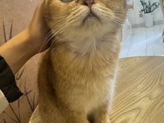 -楼上猫咖(罗湖店)