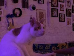 -平行世界·猫咖(首经贸店)