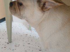 -瑞派康怡24h宠物医院·犬猫医疗中心·微创绝育(瑞景分院)