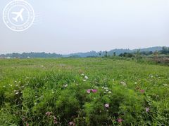 -空港花田景区
