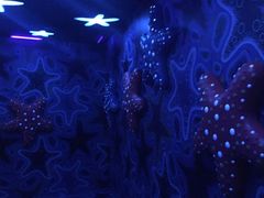 -暹罗海洋世界