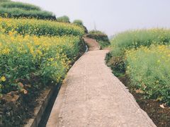 -桑洲油菜花景区
