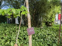 -三亚南山文化旅游区