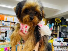 -爱侣宠医·鹦鹉专科·小型哺乳类·异宠专科(灵石路店)