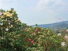 -贵州百里杜鹃风景名胜区