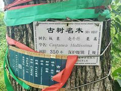-东山风景区(洞庭东山)