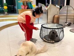 -飞行喵MR PILOT|猫舍·猫咖(静安大融城店)