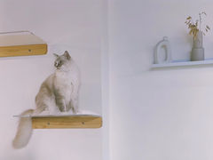 -Heymao猫咖.咖啡厅(东门店)
