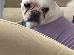 -怪兽屋·羊驼·猫咖·狗咖(俊华广场店)