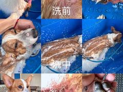 -汪说喵讲宠物乐园宠物酒店(红星美凯龙店)