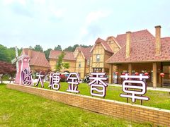 -大塘金香草谷
