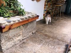 -喵屿·大理花园猫咖