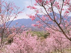 -田野绿世界