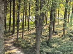 -上海长兴岛郊野公园